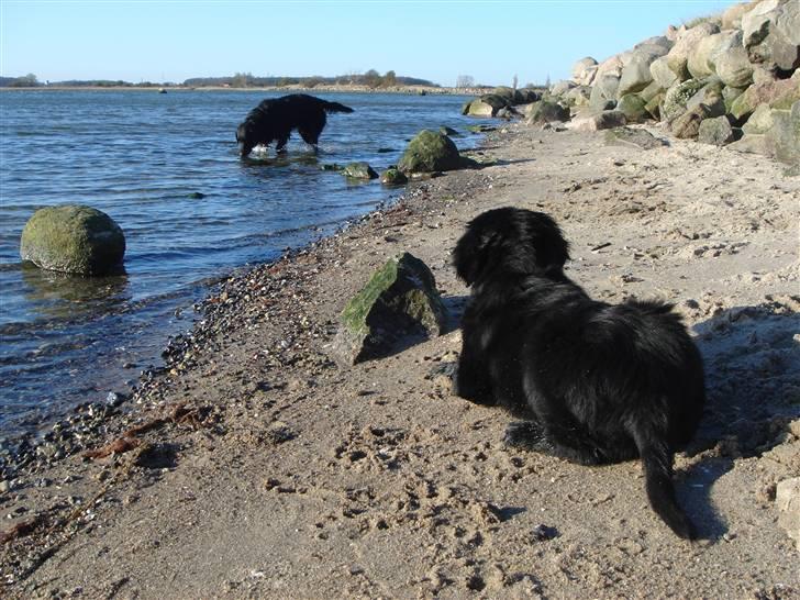 Flat coated retriever Herbert billede 11