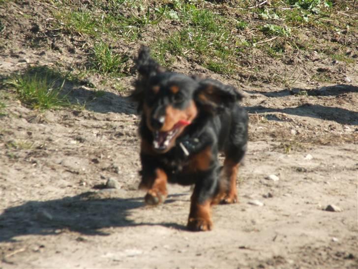 Gravhund magnus - magnus i fuld galop..... billede 12