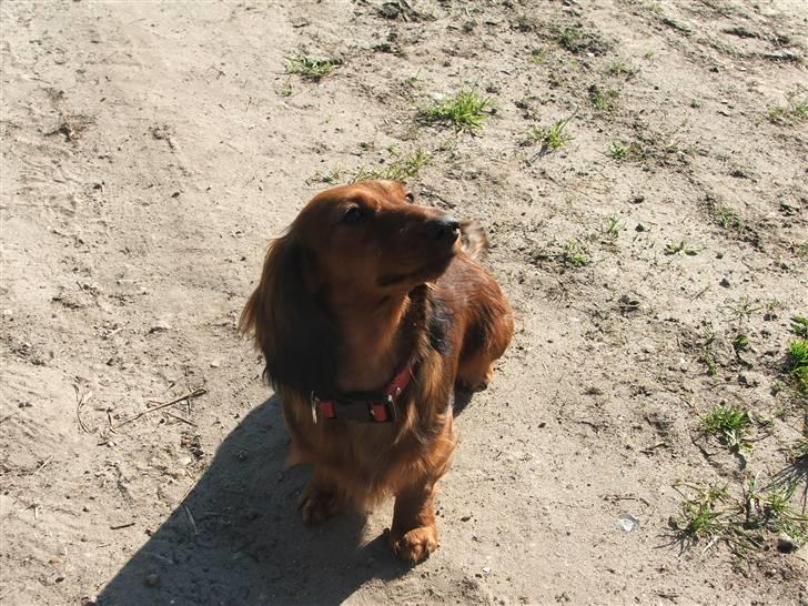 Gravhund stella billede 9