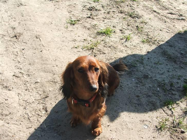 Gravhund stella - kommer der snart en godbid....:O) billede 10