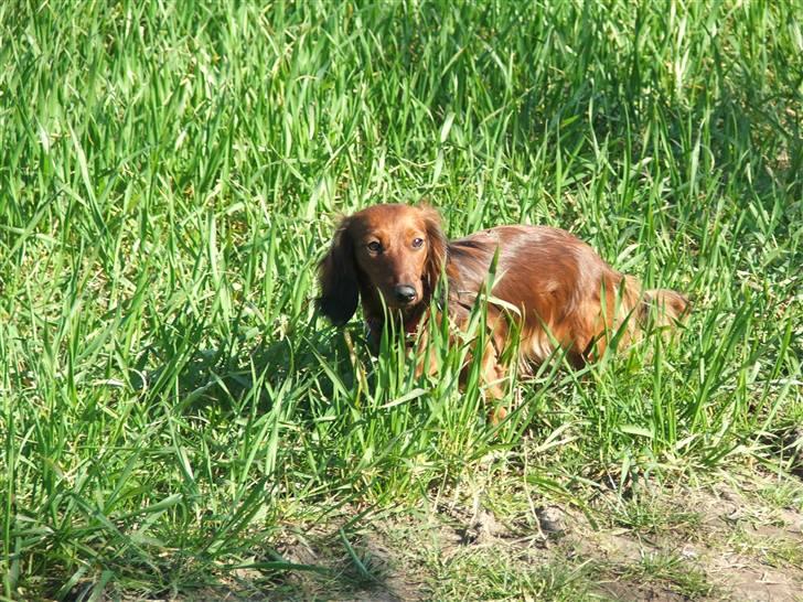 Gravhund stella - gemmer mig i græsset... billede 11
