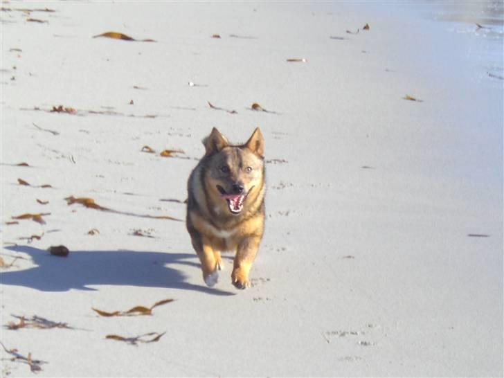 Västgötaspids Ølenskjolds Figo - smukke figo billede 10