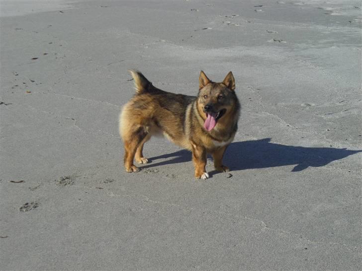 Västgötaspids Ølenskjolds Figo - verdens dejligste gøta.... billede 11