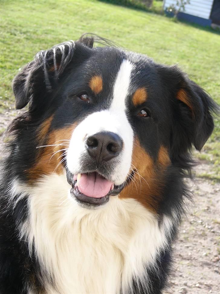 Berner sennenhund Balter (Har fået et nyt hjem) - NYT BILLEDE... Taget d.29 september 2009 billede 1