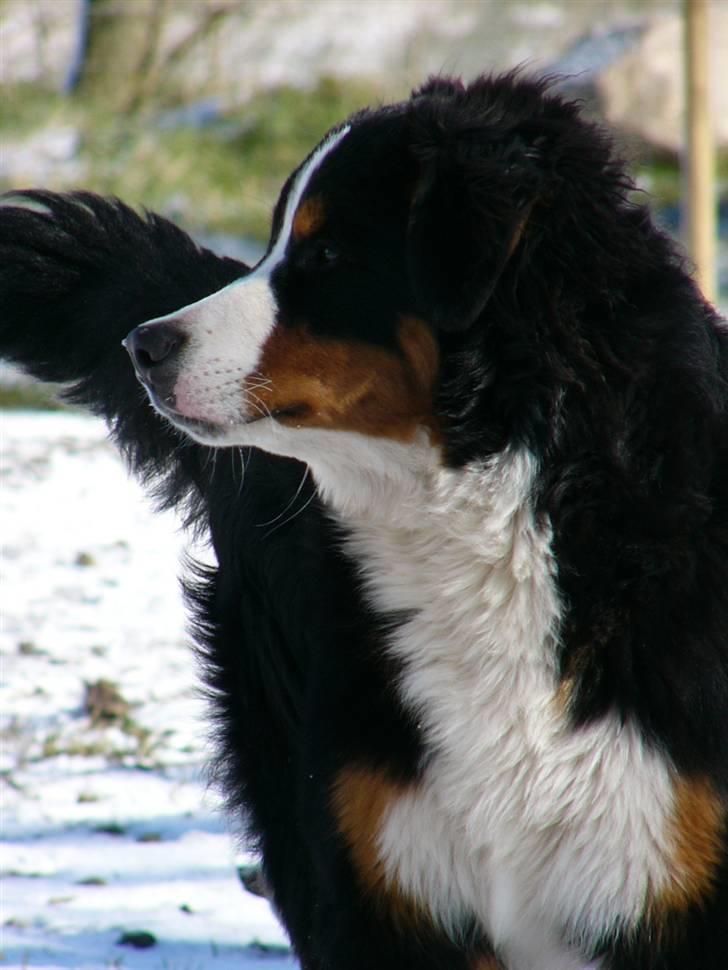 Berner sennenhund Balter (Har fået et nyt hjem) - Taget d.25 marts 2008 billede 2