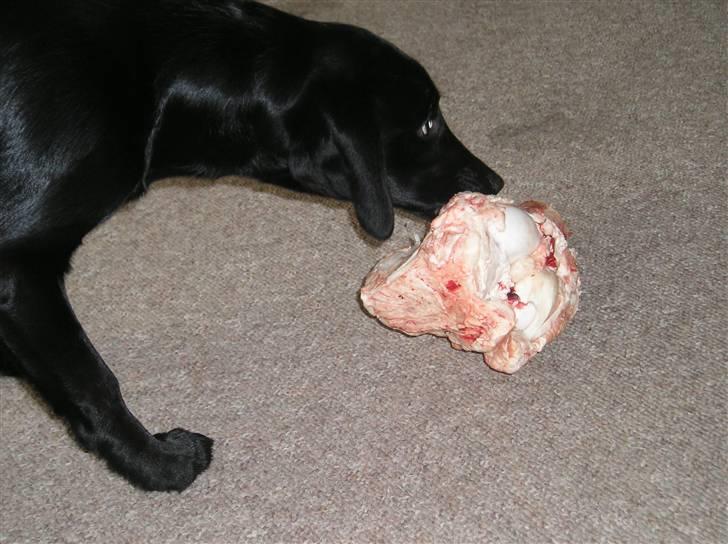 Blanding af racer Zita - fik lige et lille kødben billede 10