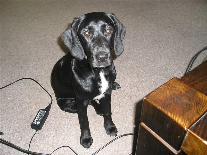 Blanding af racer Zita - så stor er jeg blevet nu, og er 6 måneder billede 11