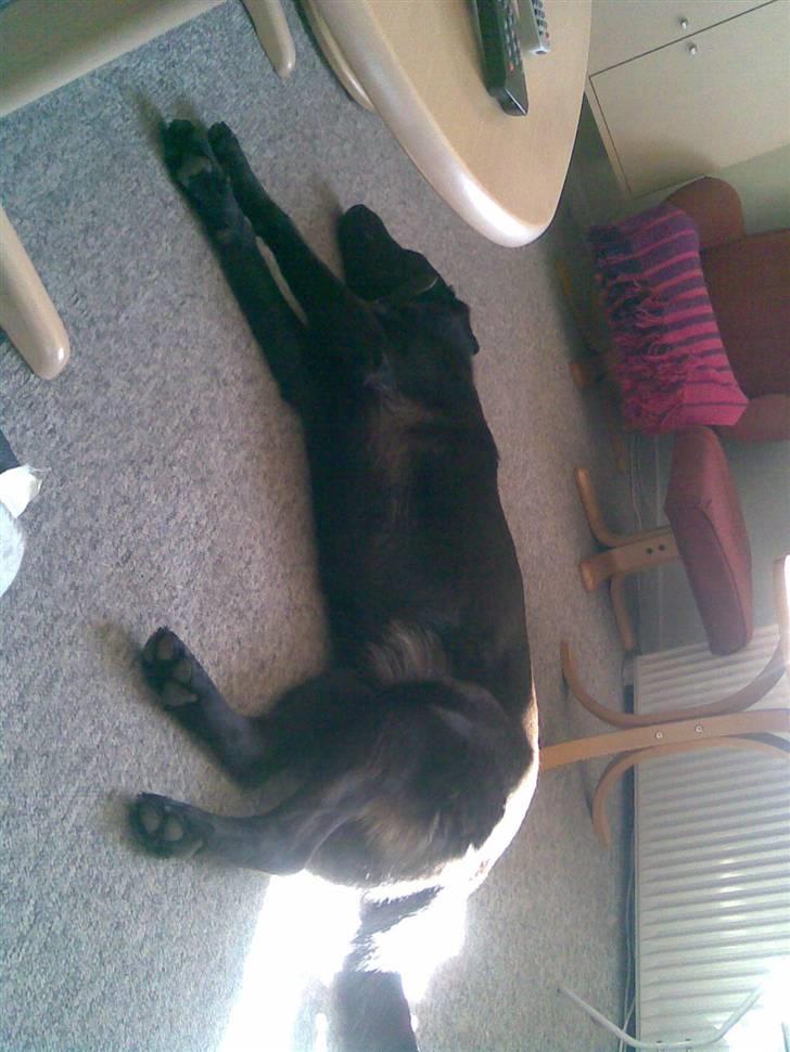 Blanding af racer Bamse billede 6