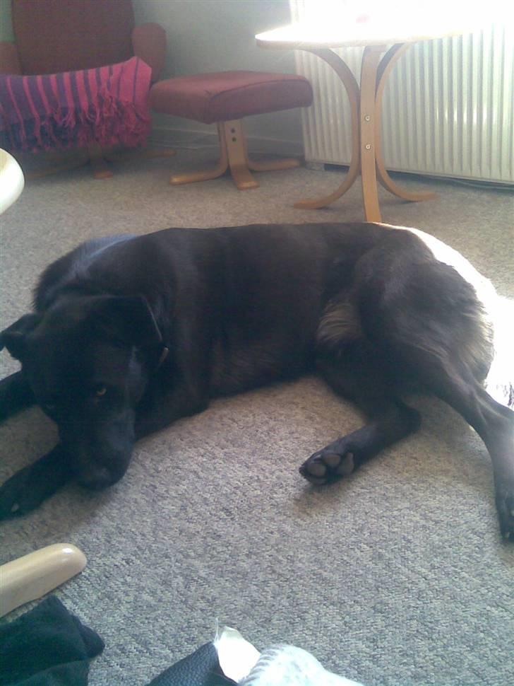 Blanding af racer Bamse billede 7