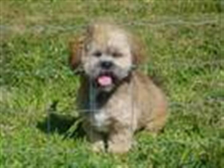 Lhasa apso Lion billede 1