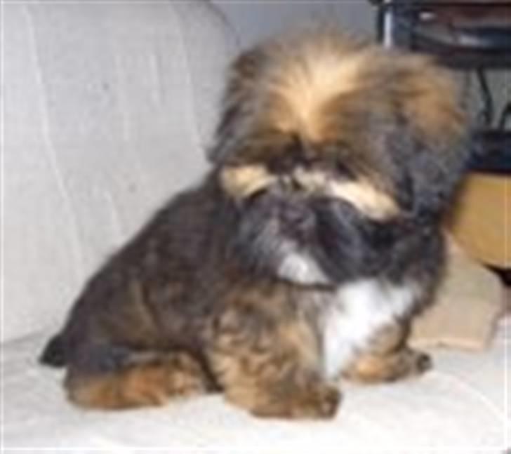 Lhasa apso Lion billede 2