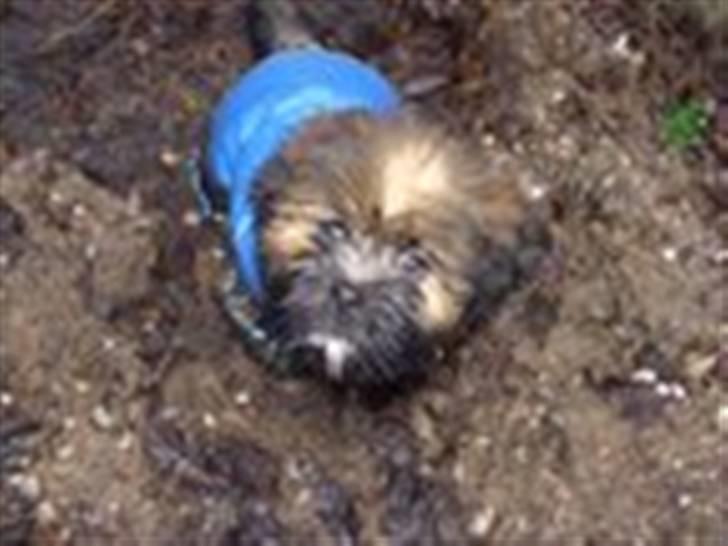 Lhasa apso Lion billede 3