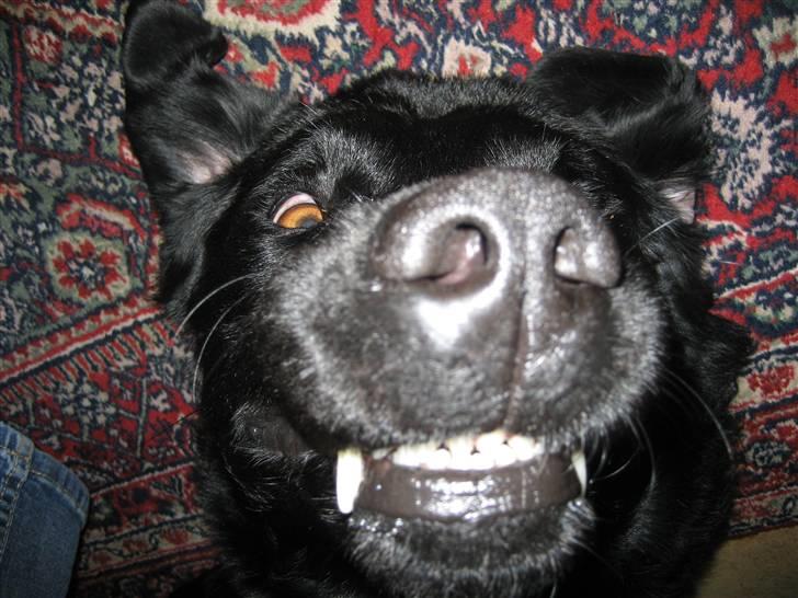 Labrador retriever Carlo - Vampyren Carlo XD billede 18