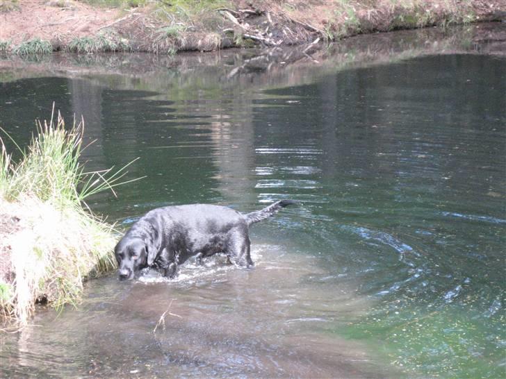 Labrador retriever Carlo billede 19
