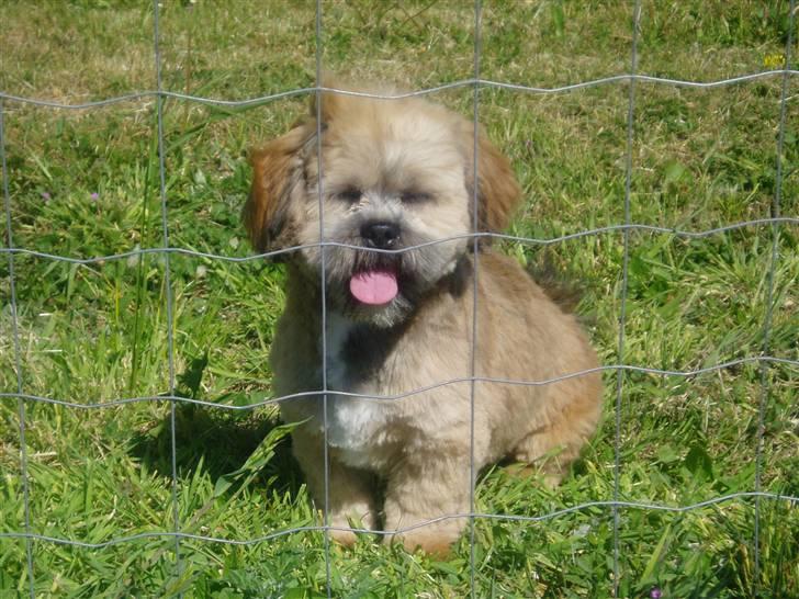 Lhasa apso Lion billede 4