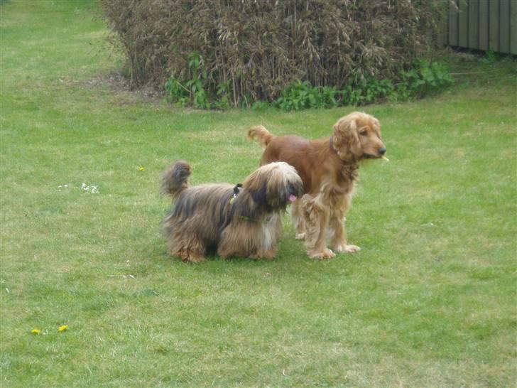 Lhasa apso Lion billede 5