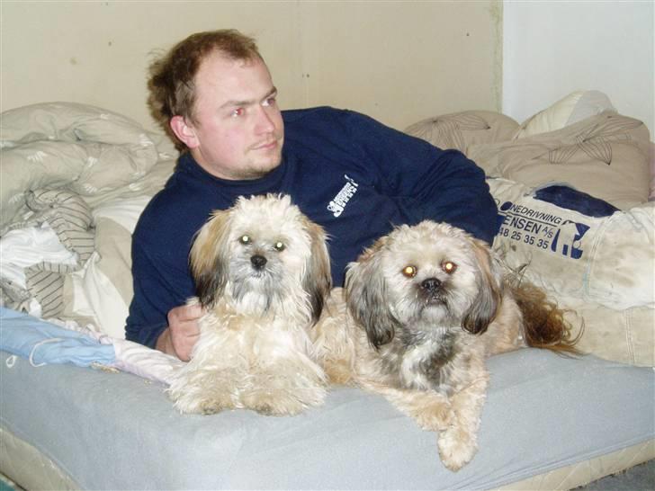 Lhasa apso Lion billede 6
