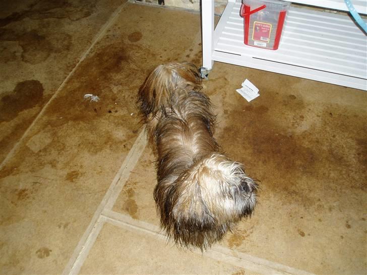 Lhasa apso Lion billede 7
