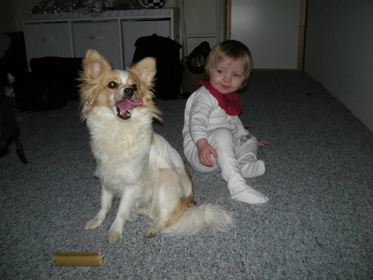 Papillon tøsen - tøsen og min lille søster  billede 7