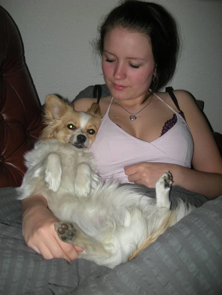 Papillon tøsen - Mig og tøsen elsker at putte sammen om aftenen . billede 9