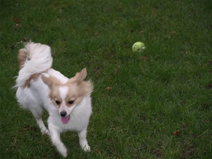 Papillon tøsen billede 11