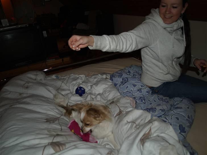 Papillon tøsen billede 12