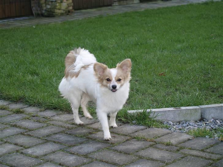 Papillon tøsen billede 13