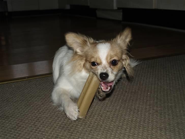 Papillon tøsen billede 14