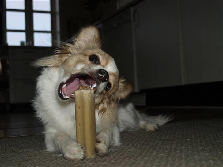 Papillon tøsen billede 15