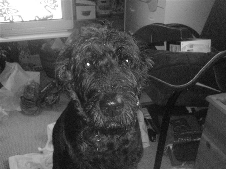 Blanding af racer Sisse R.I.P billede 6