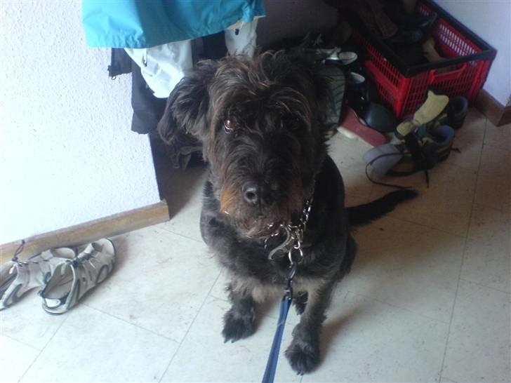 Blanding af racer Sisse R.I.P billede 7