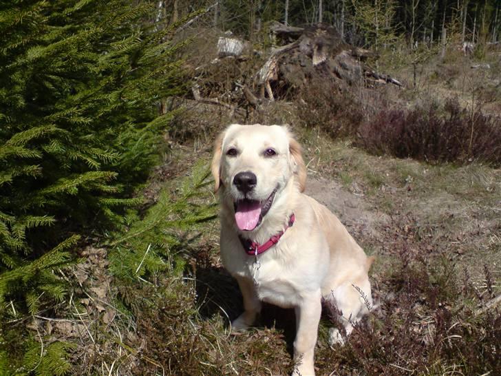 Golden retriever Nanna billede 8