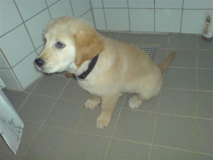 Golden retriever Nanna billede 9