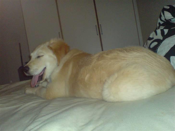 Golden retriever Nanna billede 10