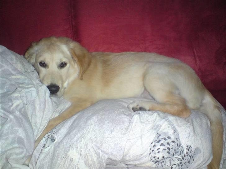 Golden retriever Nanna billede 11