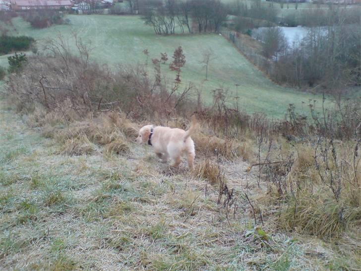 Golden retriever Nanna billede 12