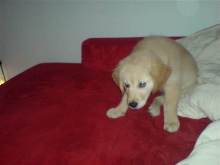 Golden retriever Nanna billede 13