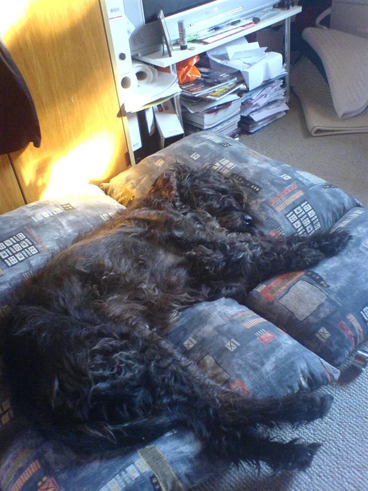 Blanding af racer Sisse R.I.P billede 8