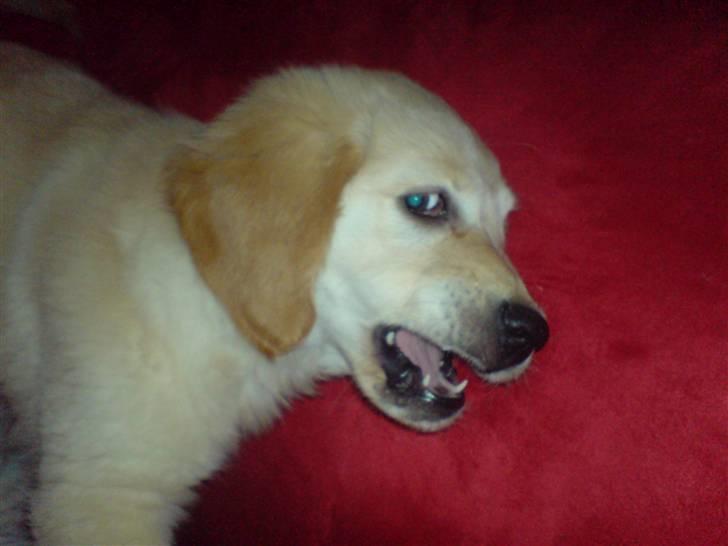 Golden retriever Nanna billede 14