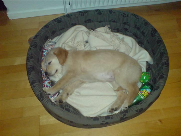 Golden retriever Nanna billede 15