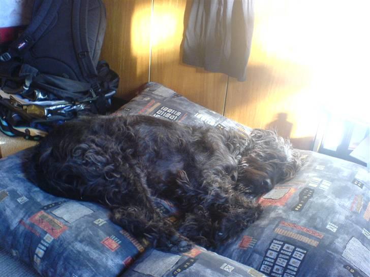 Blanding af racer Sisse R.I.P billede 9