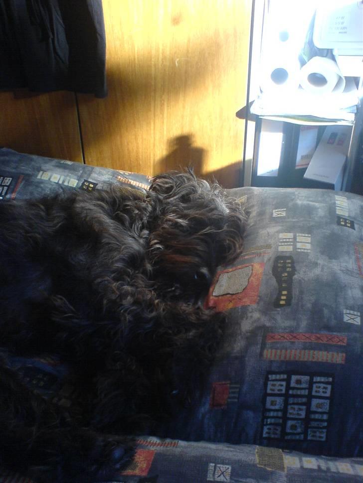 Blanding af racer Sisse R.I.P billede 10