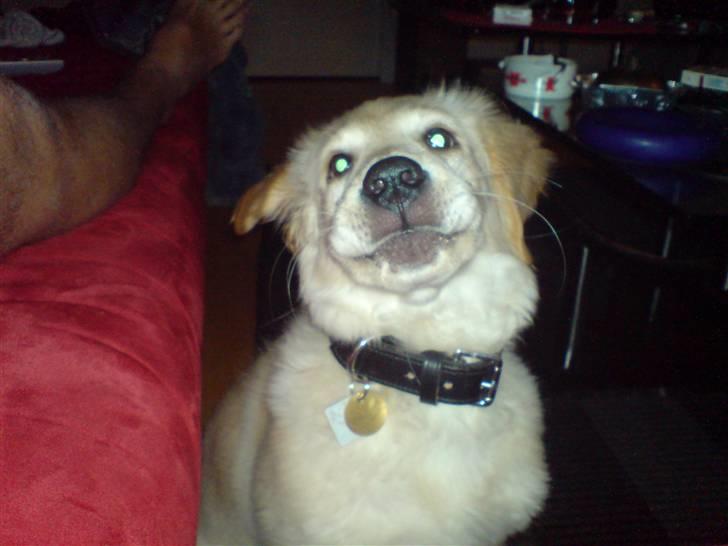 Golden retriever Nanna billede 16