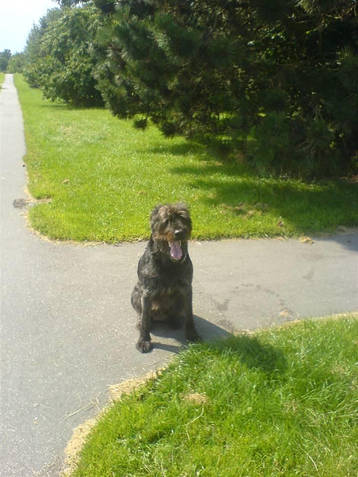 Blanding af racer Sisse R.I.P billede 11