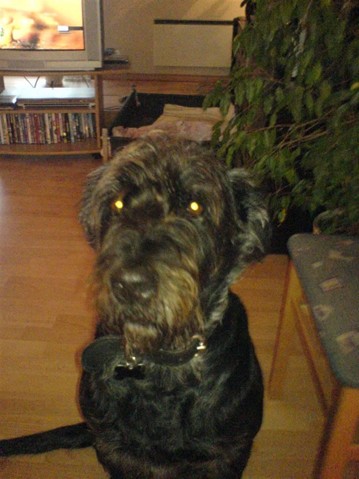 Blanding af racer Sisse R.I.P billede 12