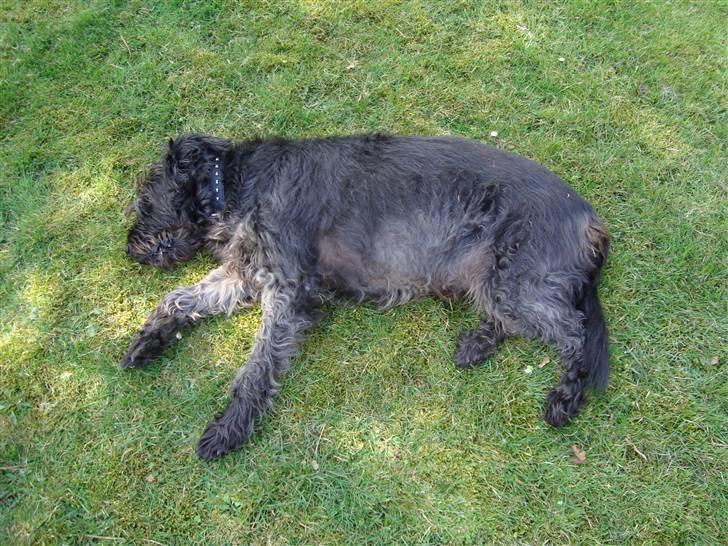 Blanding af racer Sisse R.I.P - efter en god spring tur er hunden død..:P tror hun er træt..  billede 13