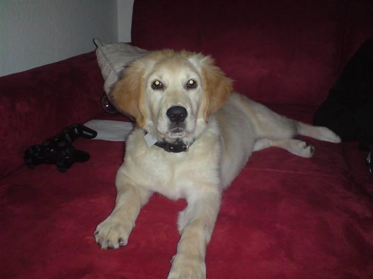 Golden retriever Nanna billede 17