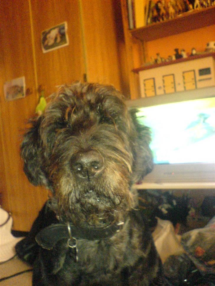 Blanding af racer Sisse R.I.P billede 14