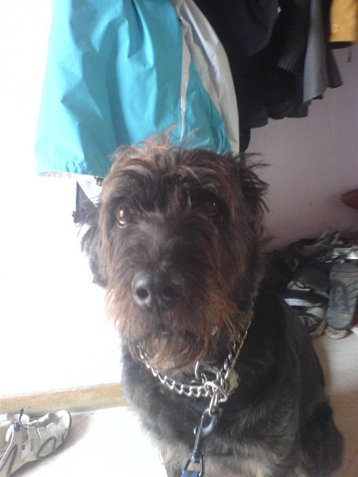 Blanding af racer Sisse R.I.P billede 15