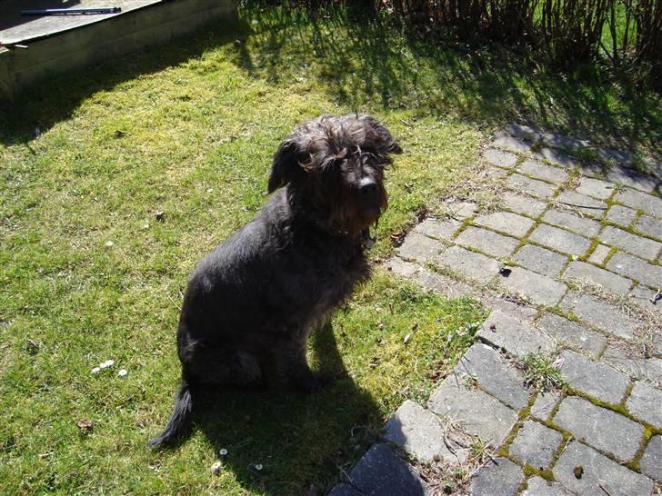 Blanding af racer Sisse R.I.P billede 16